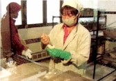 lab